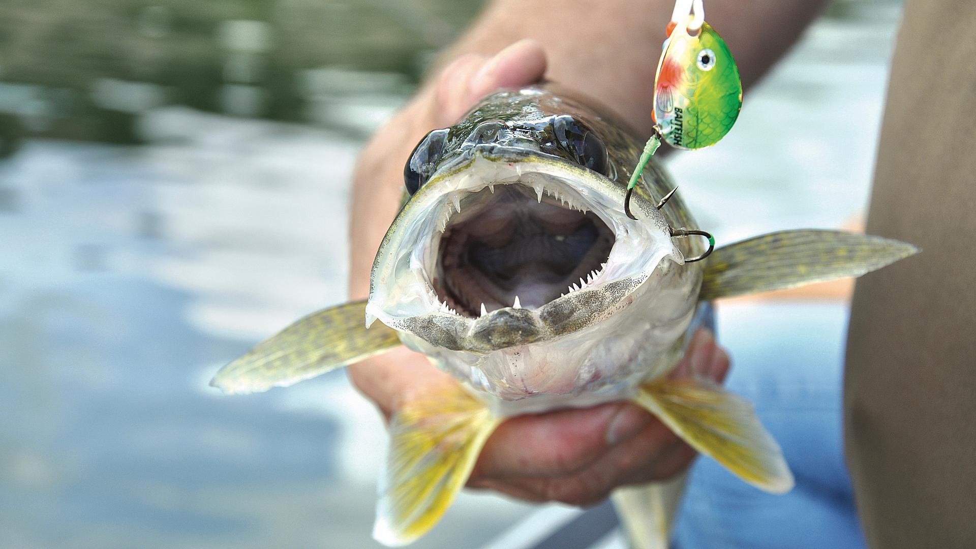 5 great tricks for making custom walleye spinner rigs • Page 3 of 6 •  Outdoor Canada