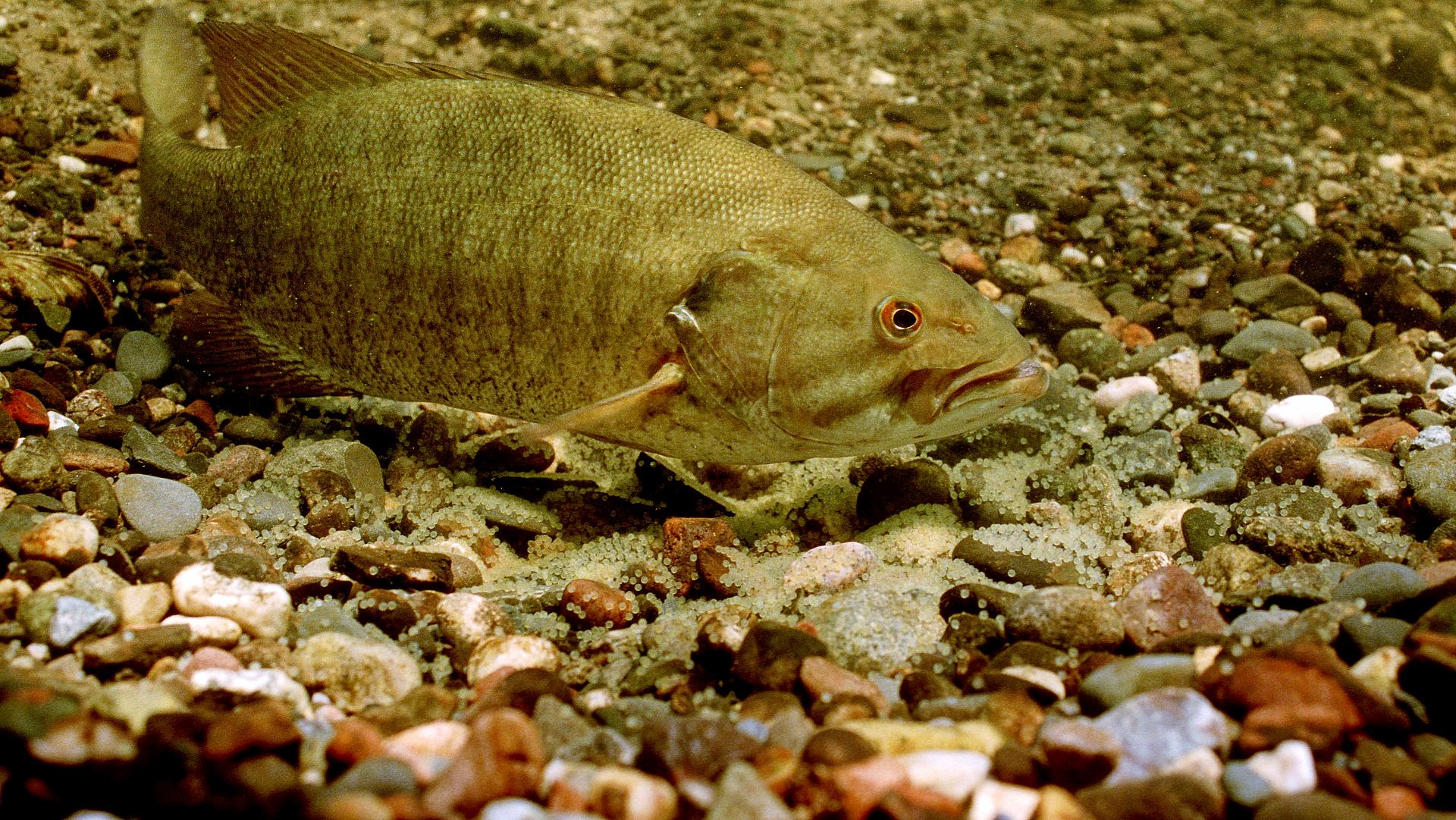 Why Canadians should never fish for bass during the spawn