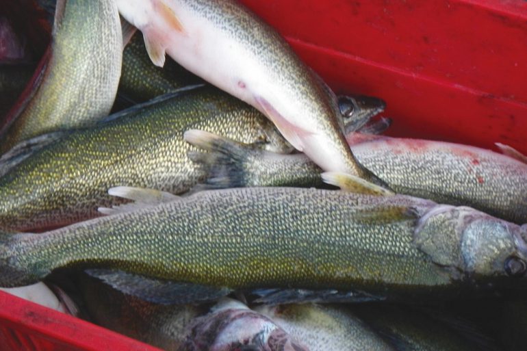 Walleye