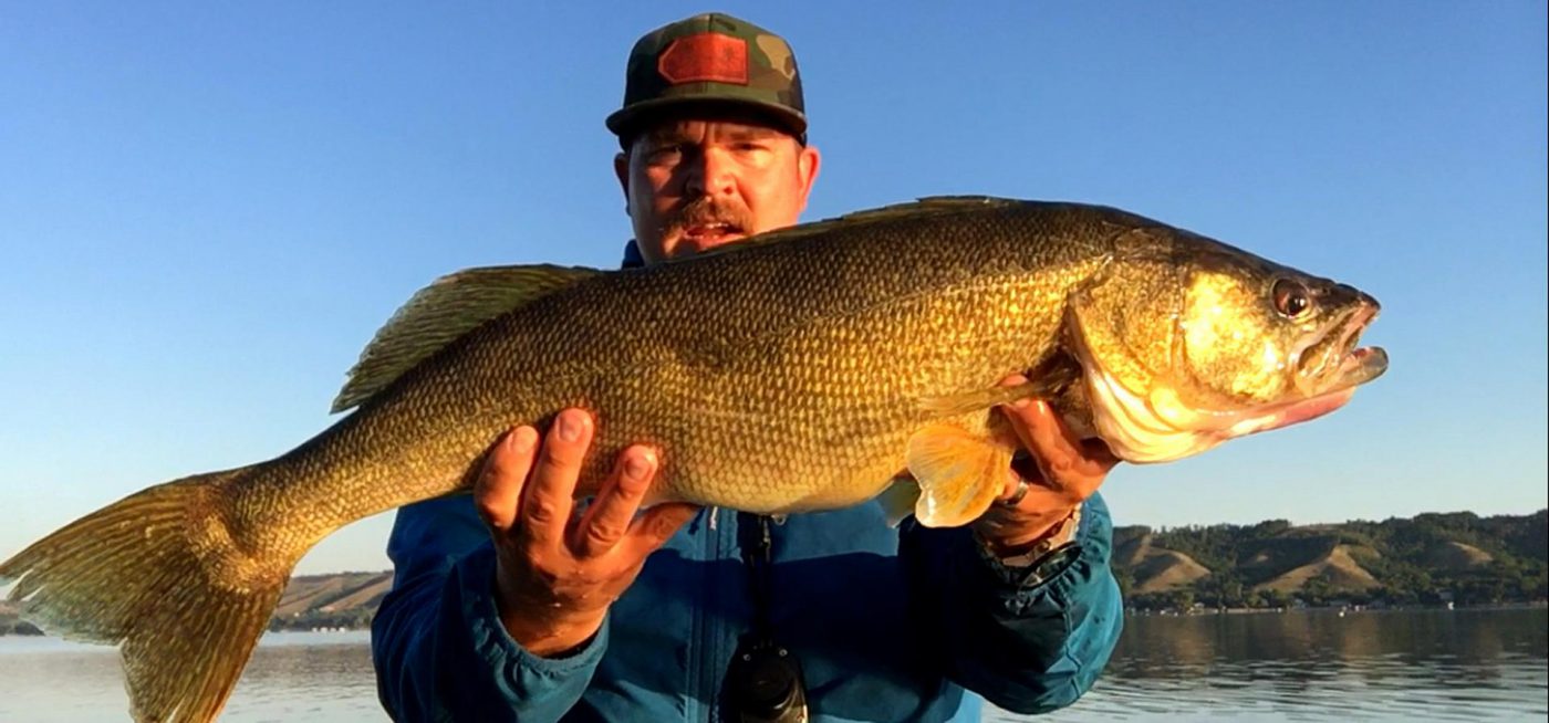 Walleyes of a lifetime These anglers have been hooking—and releasing