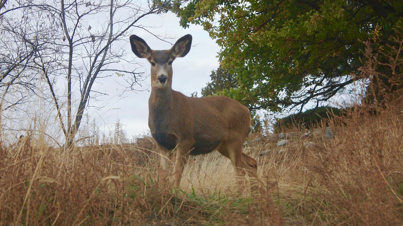 Deer