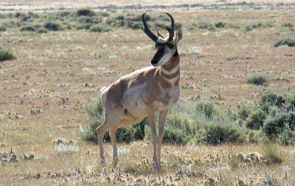 Pronghorn antelope