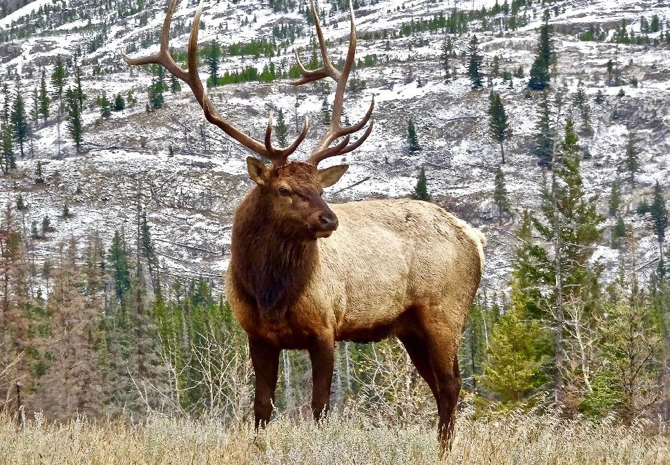 Elk