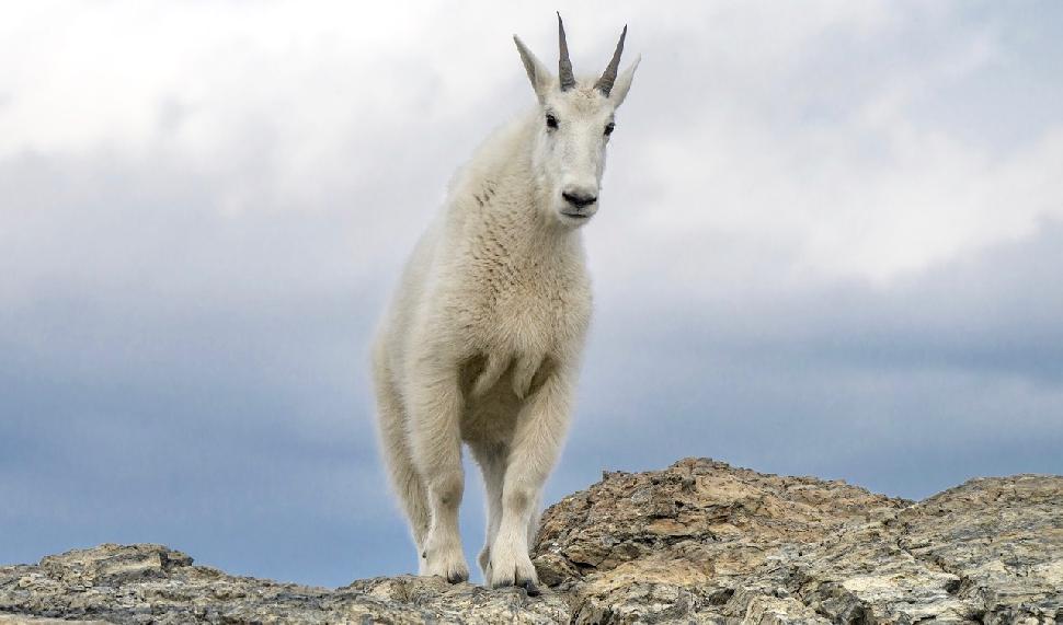 Mountain goat