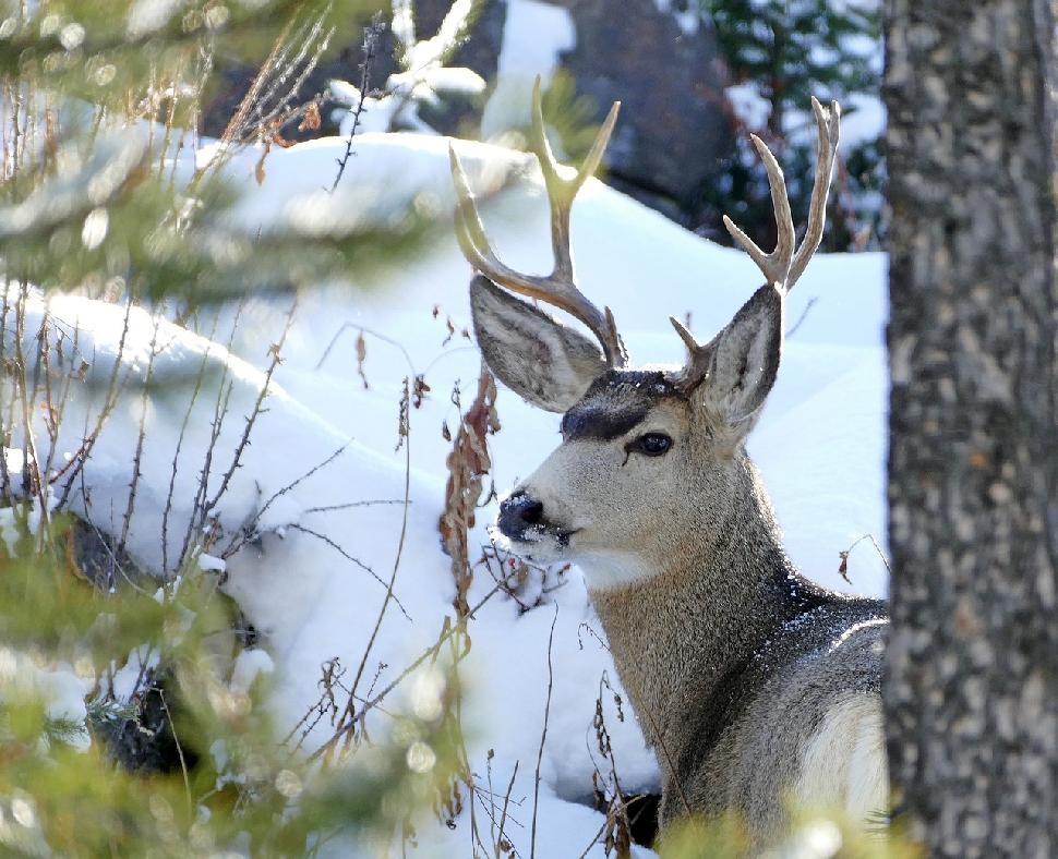 Mule deer