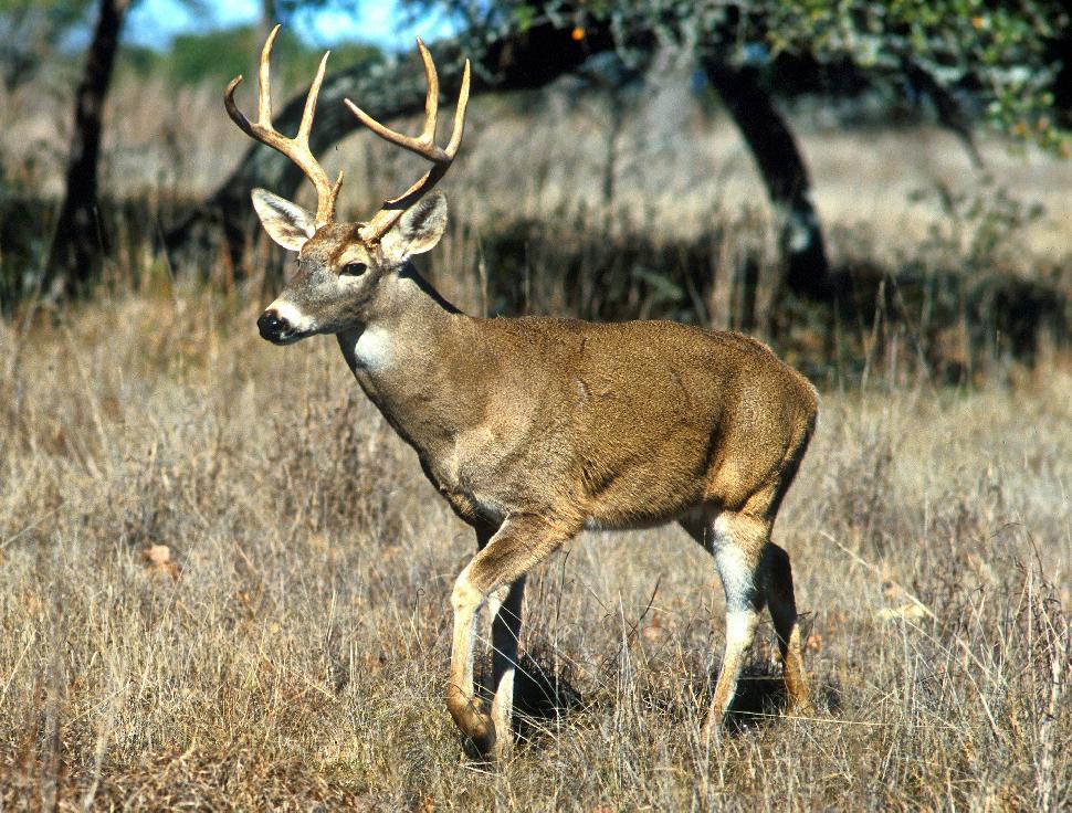 White-tailed deer