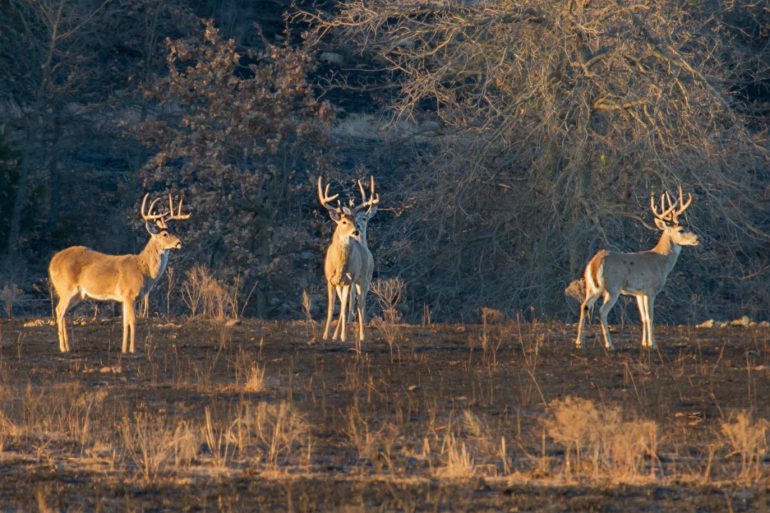 Image Via: Larry Smith