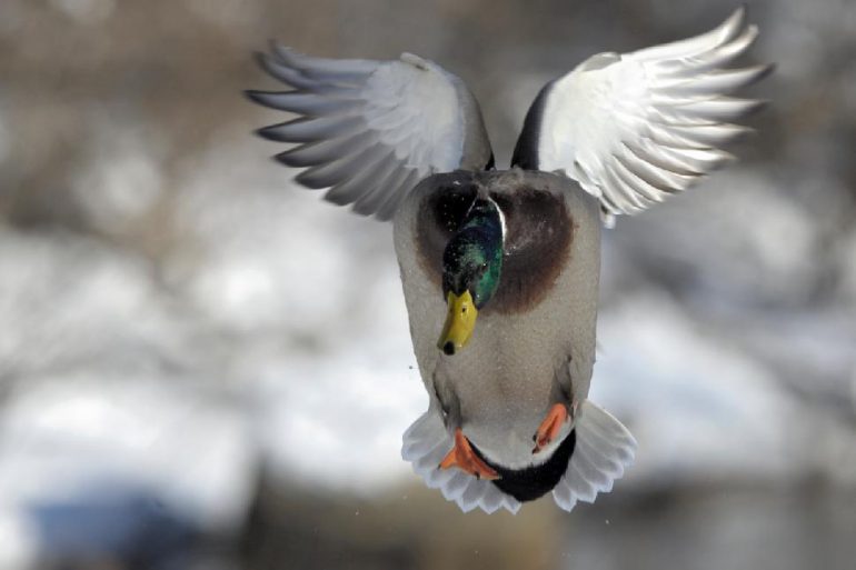 Credit: Bert de Tilly Change your set-up for wary late-season mallards