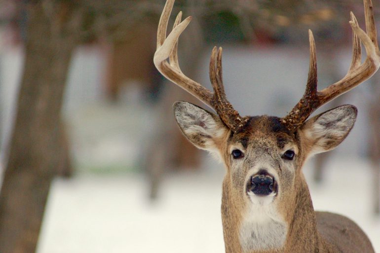 Whitetail deer