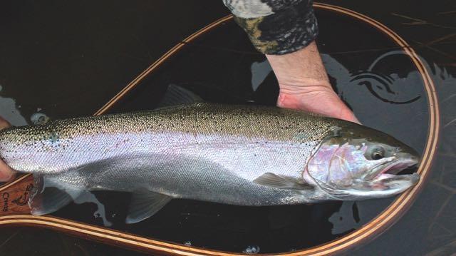 Steelhead season goes from late September through to ice up. Credit: Josh Chronzy.