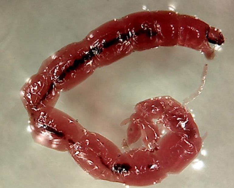 Frozen bloodworms canada Clearance