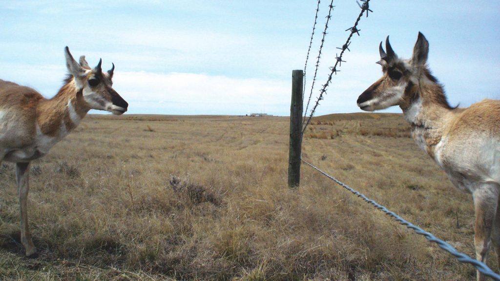 How the Alberta Fish and Game Association is helping pronghorns