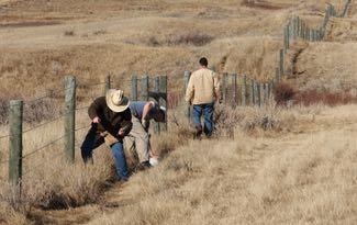 The AFGA is helping make fences less harmful to pronghorns. Credit: AFGA.