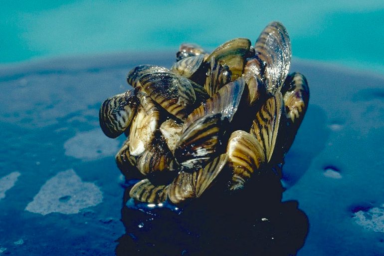 Zebra mussel cluster. Photo taken by D. Jude, Univ. of Michigan.