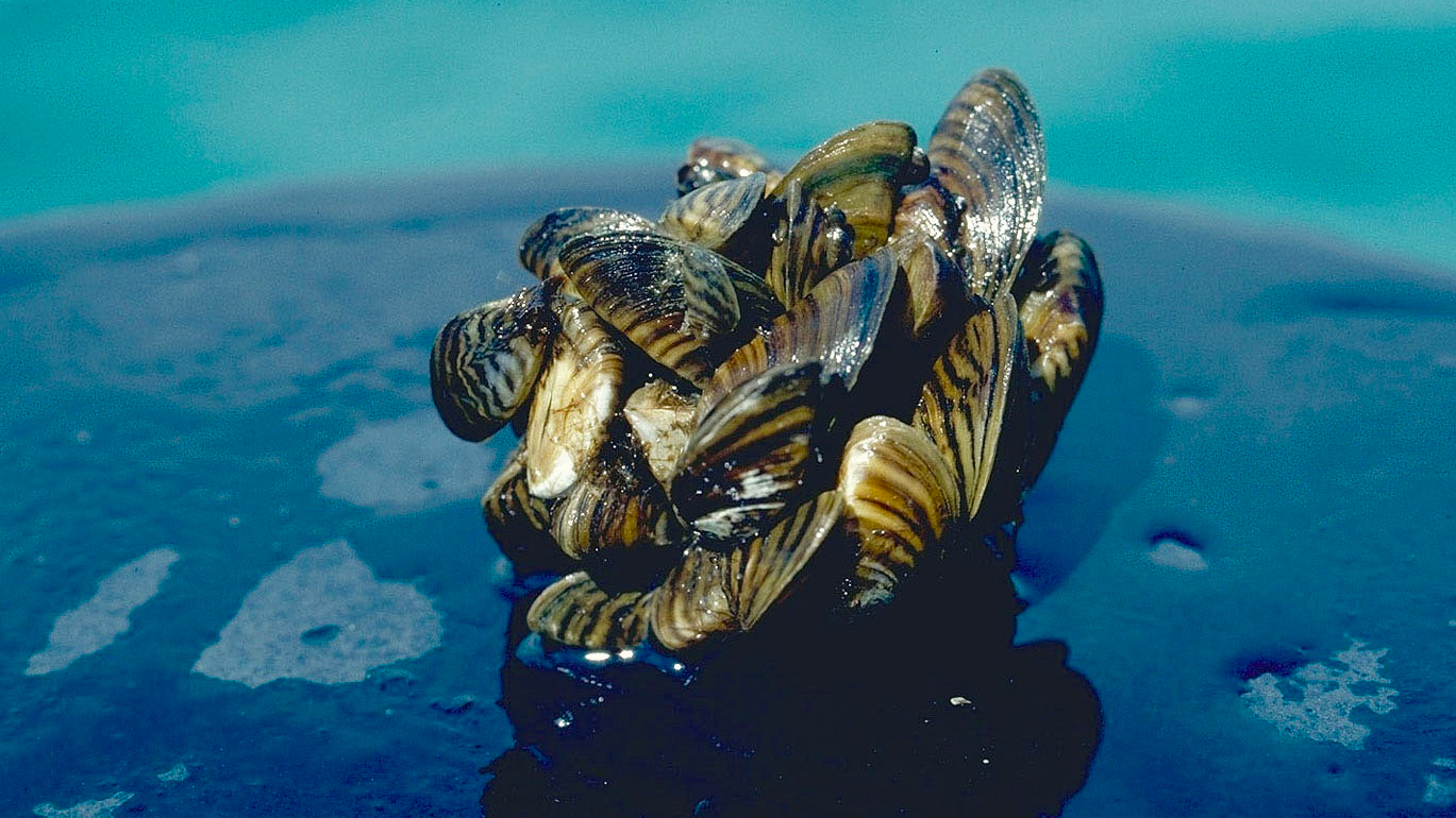 Zebra mussel cluster. Photo taken by D. Jude, Univ. of Michigan.