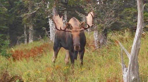 Bull moose