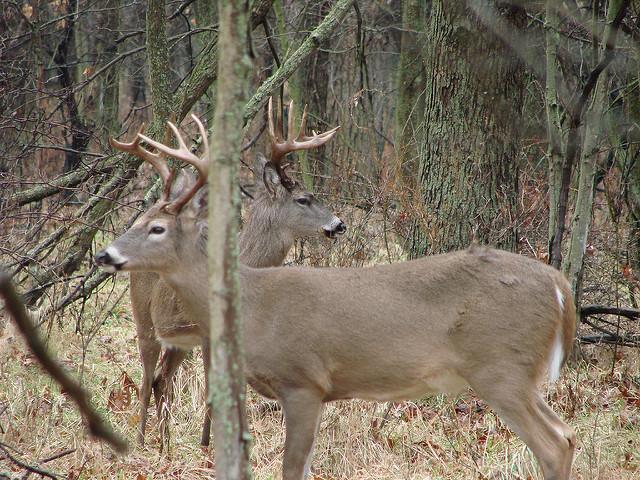 Credit: Russ Amptmeyer. Managing game is no easy task.