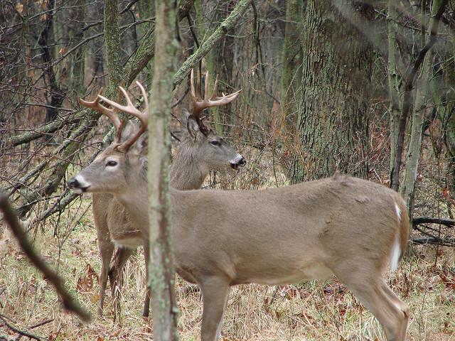 Credit: Russ Amptmeyer. Managing game is no easy task.