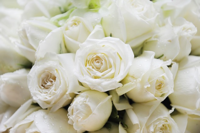 White roses