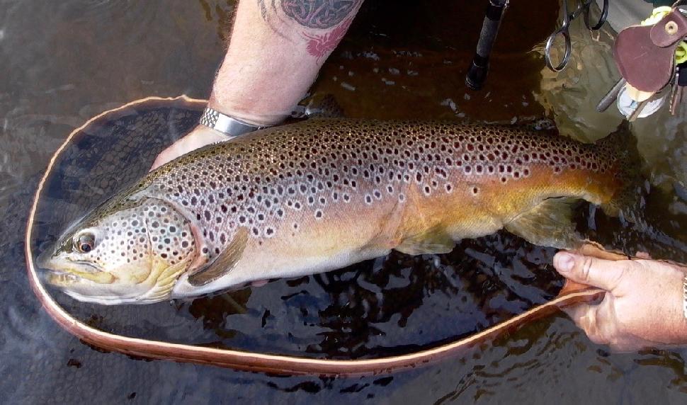 Hefty brown trout