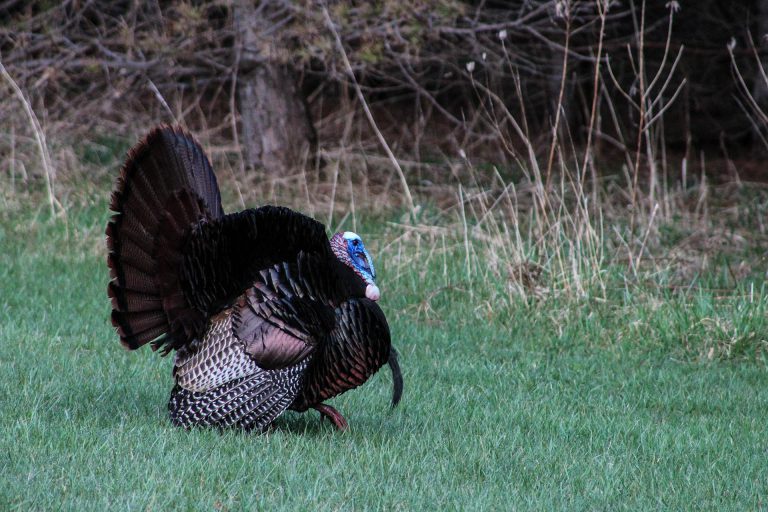 Turkey hunting in Ontario • Outdoor Canada