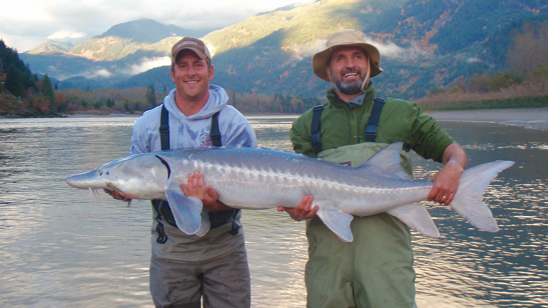 The author (above right) with fishing guide Thomas Rutschmann, and a white sturgeon—a fish species that was in serious trouble, but is now recovering. Credit: Lawrence Gunther.