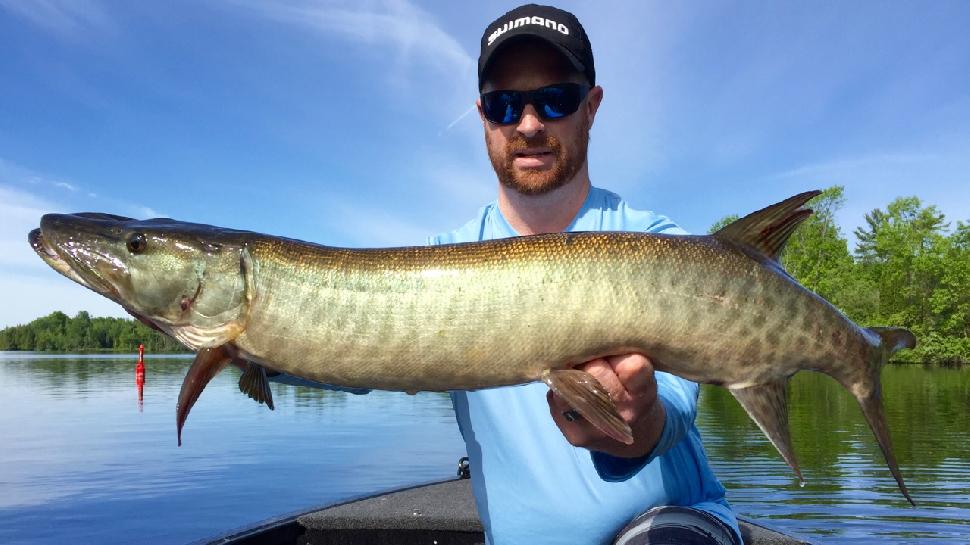 Secret strategy revealed: 3 light-tackle techniques for monster muskies •  Outdoor Canada