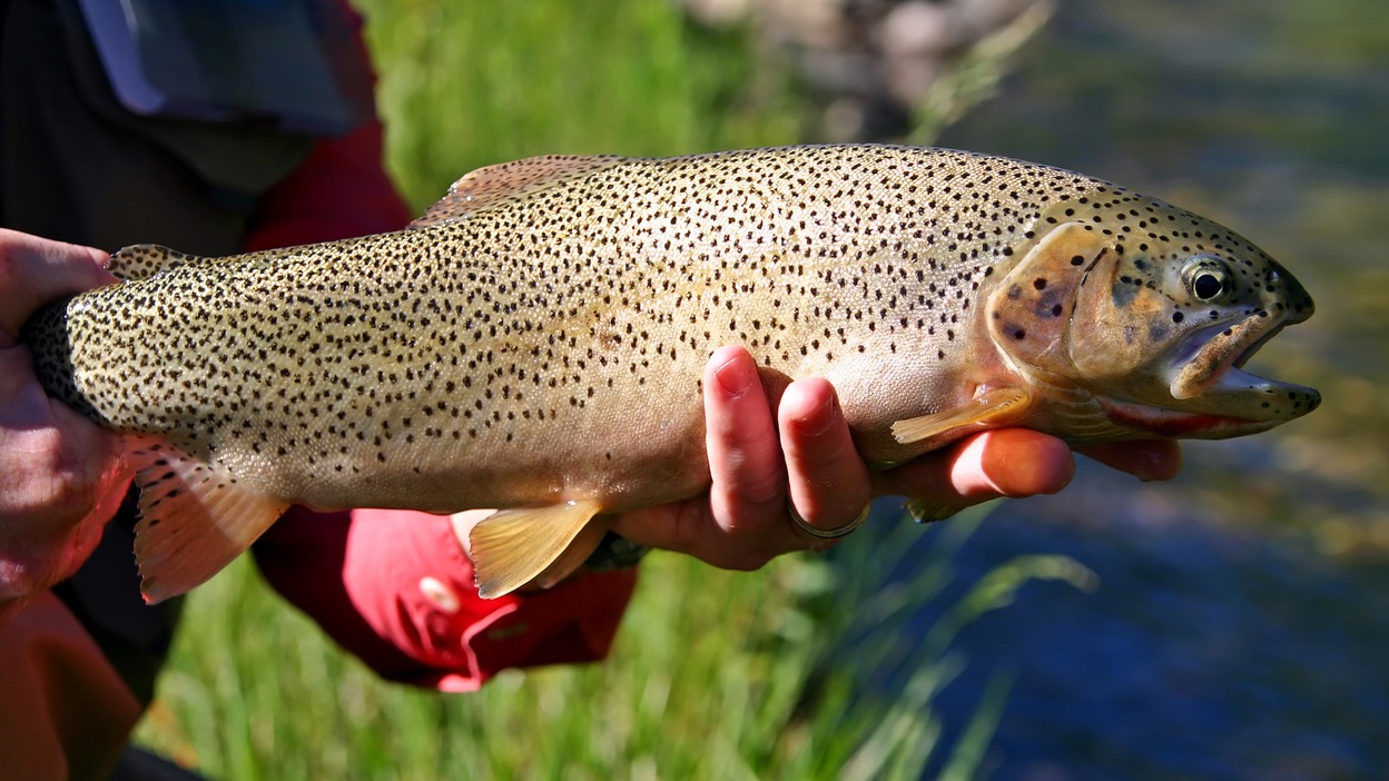 Alberta’s cutthroats are at particular risk