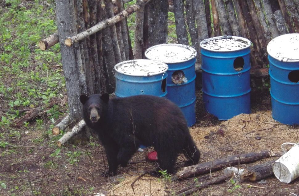 Black bear