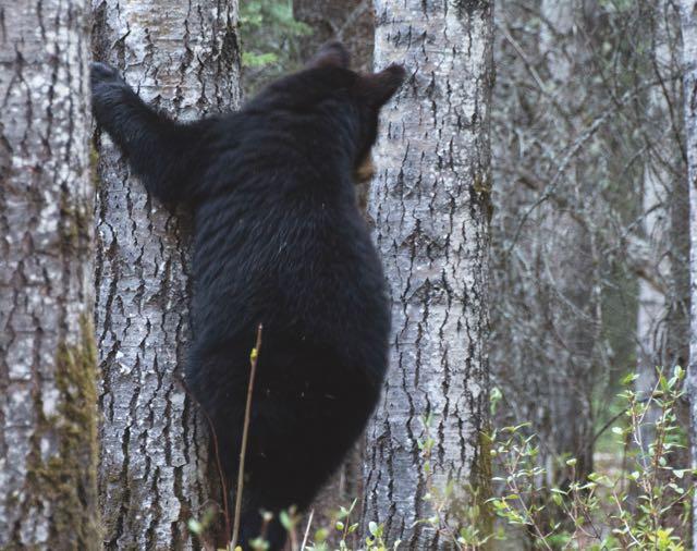 Black bear climbing a tree