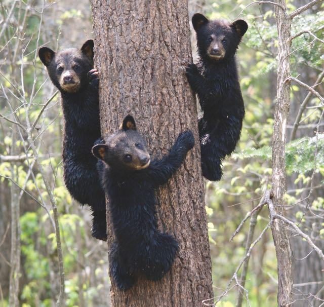 Three black bear cubs climbing a tree