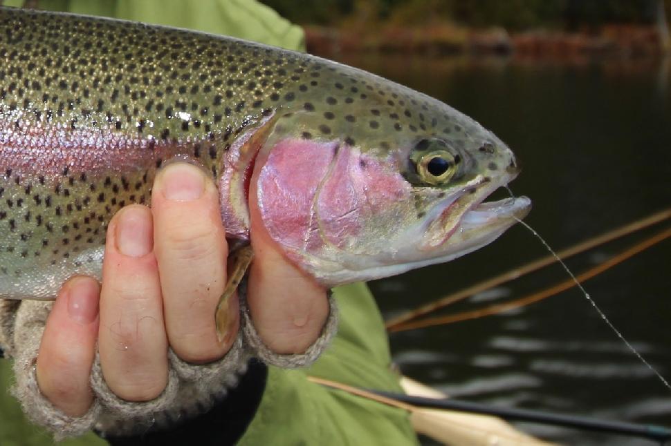 Trout are often less fussy than fly-fishing lore suggests.