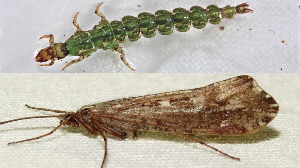 Caddisflies