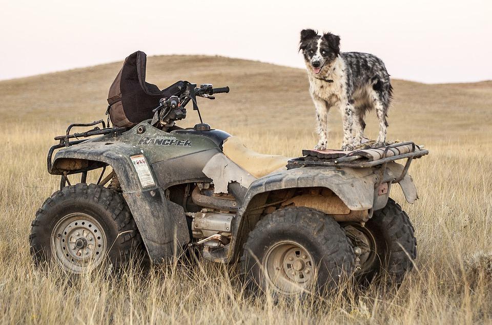 Dog standing on an ATV