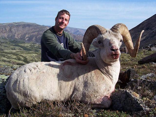 Dall's sheep