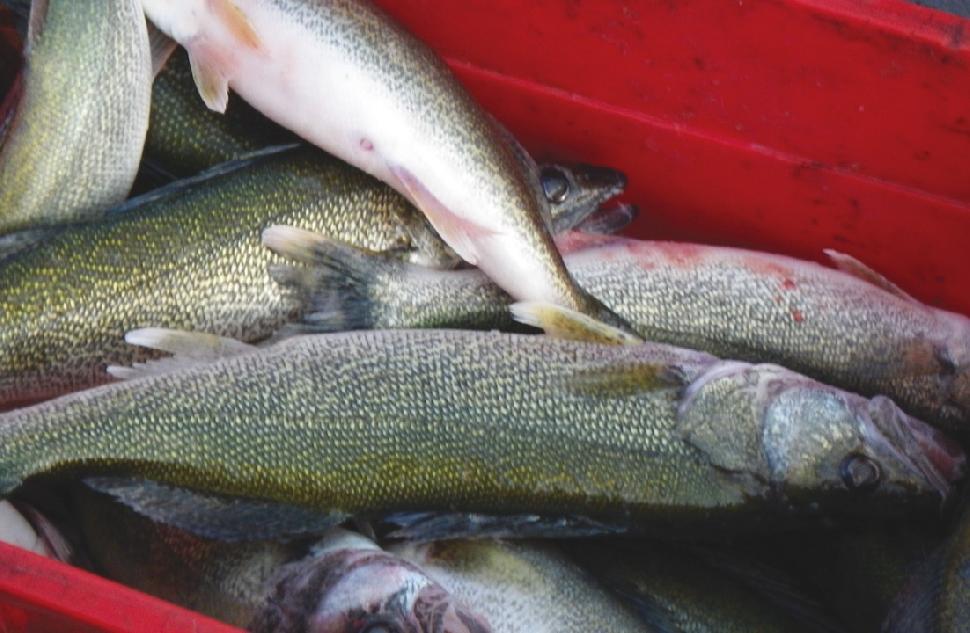 Lake Winnipeg’s walleye harvest is a hot topic