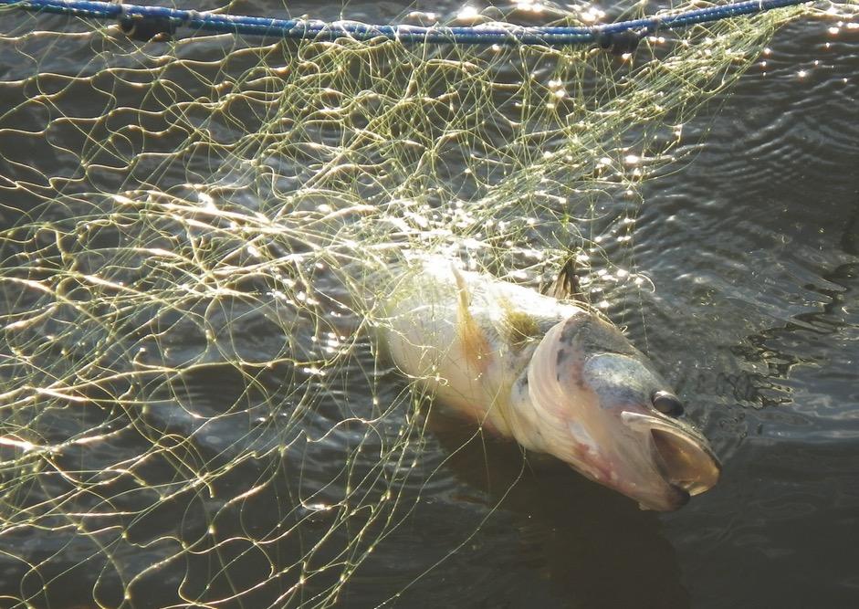 Commercial nets are harming brood stock