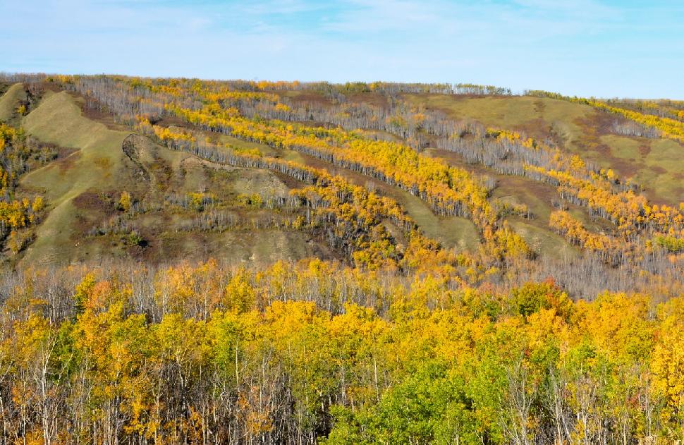 Credit: Ken Bailey. Fall colours in the Saddle Hills.