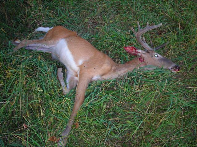 Credit: Wisconsin DNR. Chronic wasting disease kills every infected cervid.