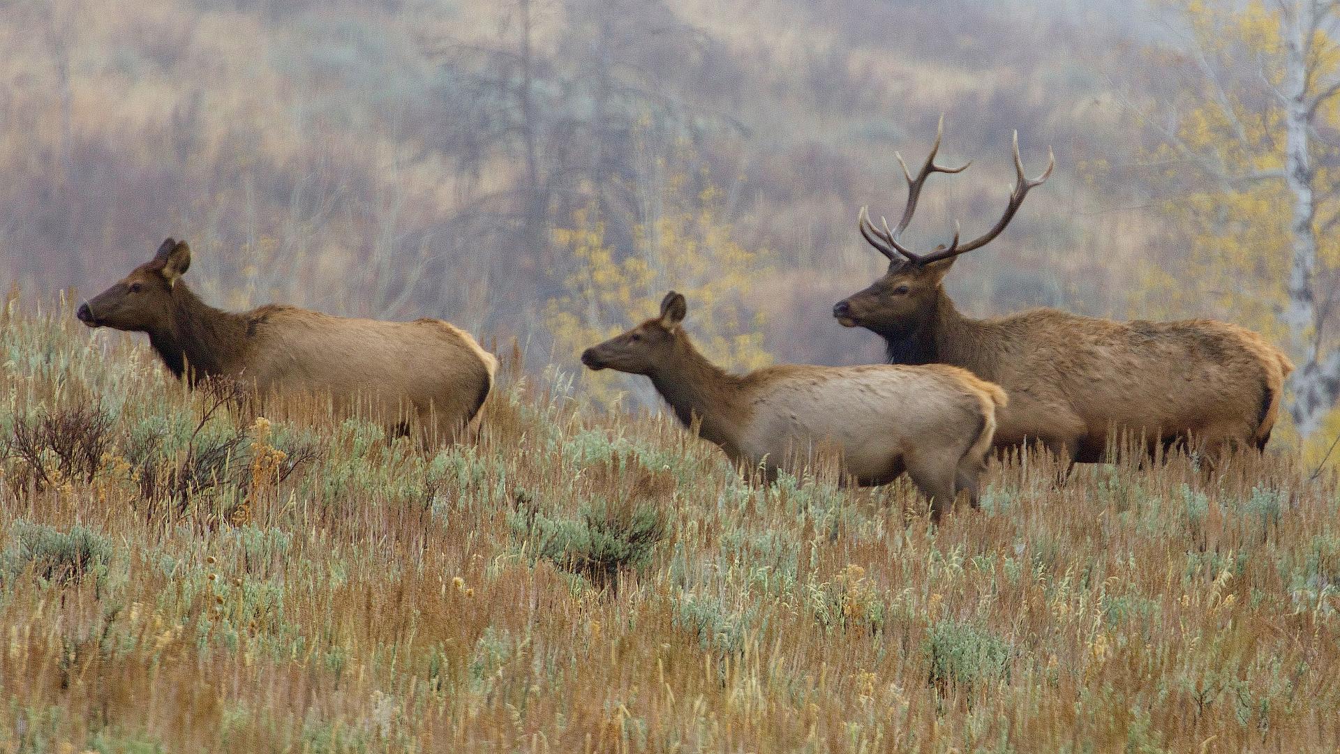 Elk Island National Park’s elk herd is getting out of control. Credit: Gregory "Slobirdr" Smith