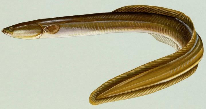 American eel