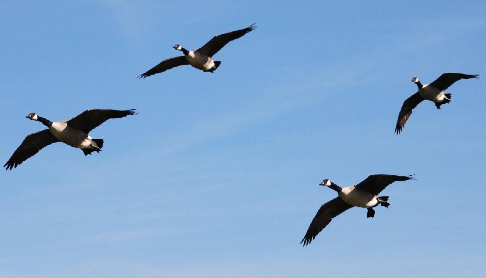 Canada geese