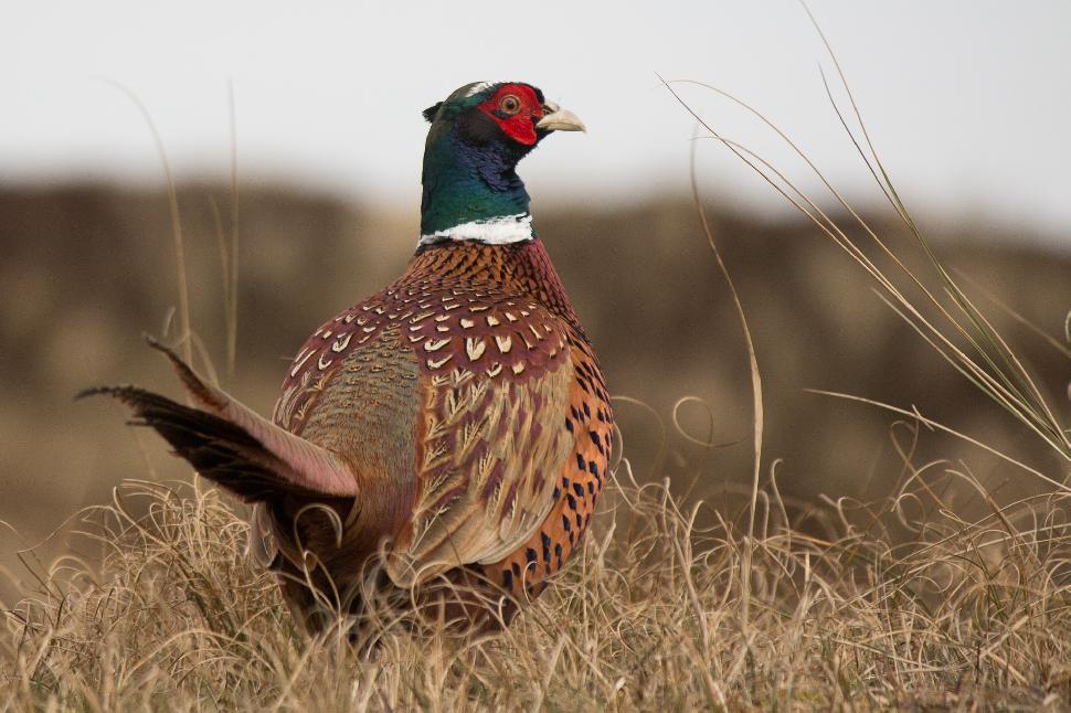 Upland game birds