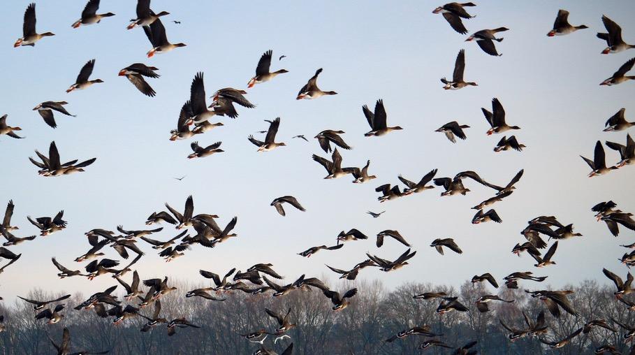 Snow geese