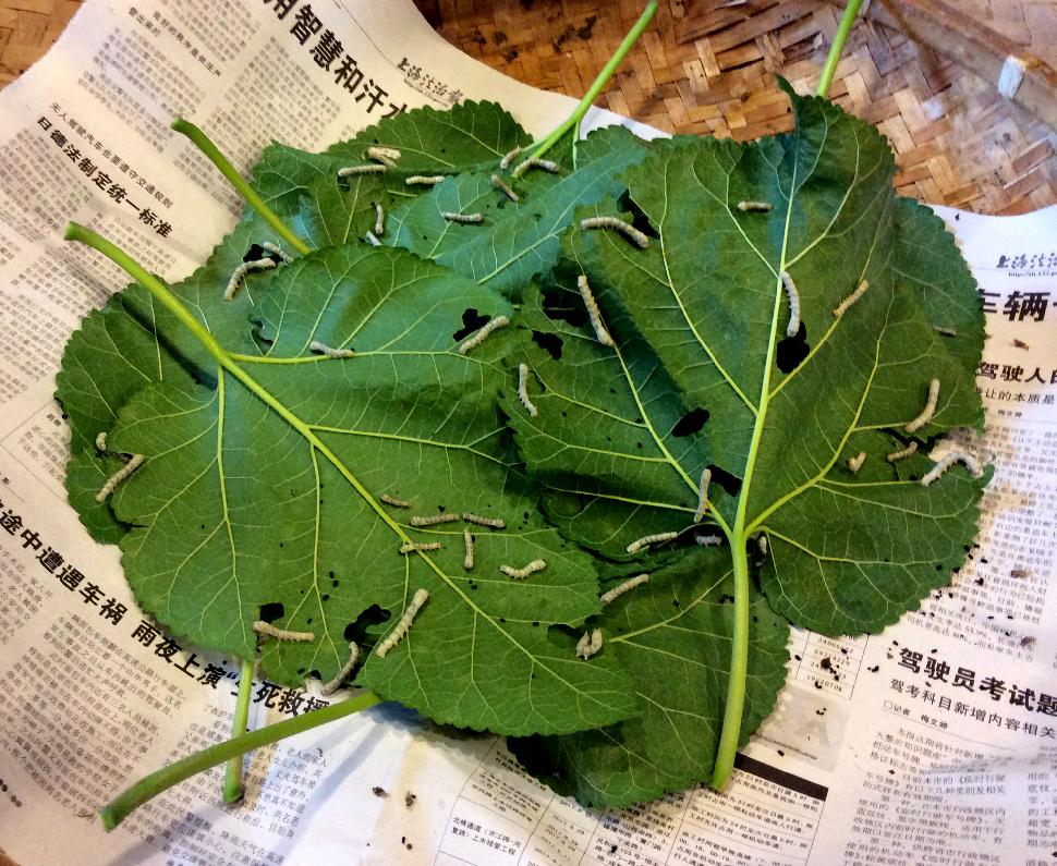 Leaves and silkworms