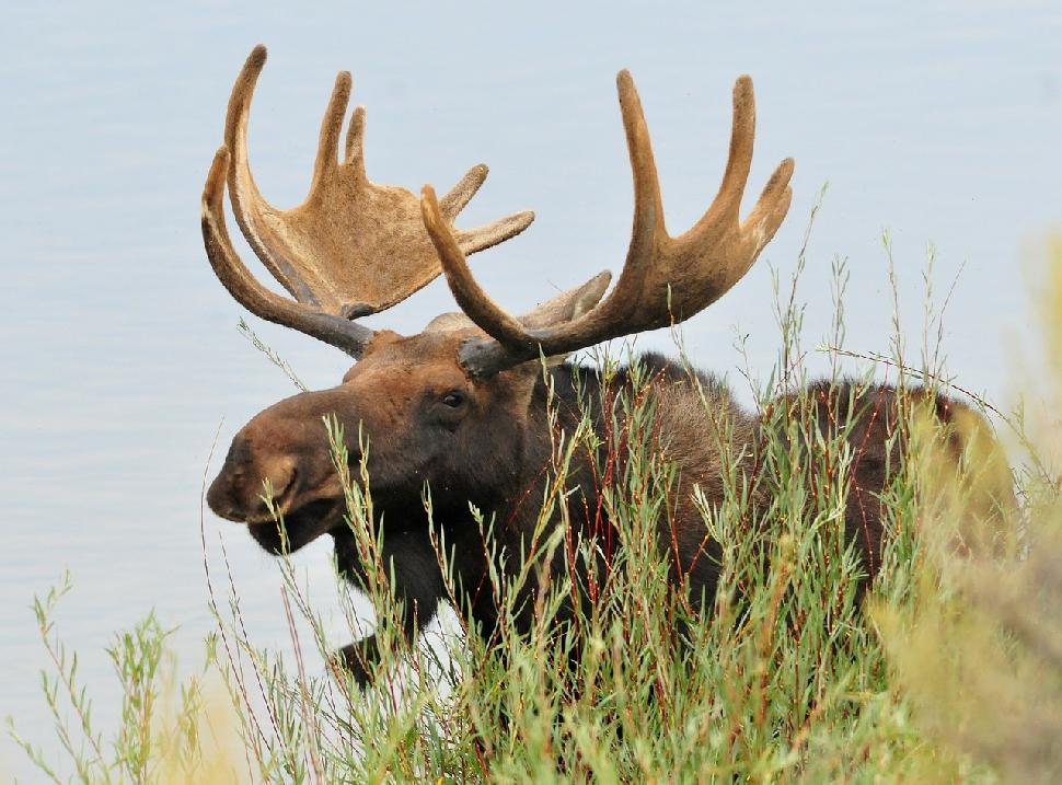 Bull moose