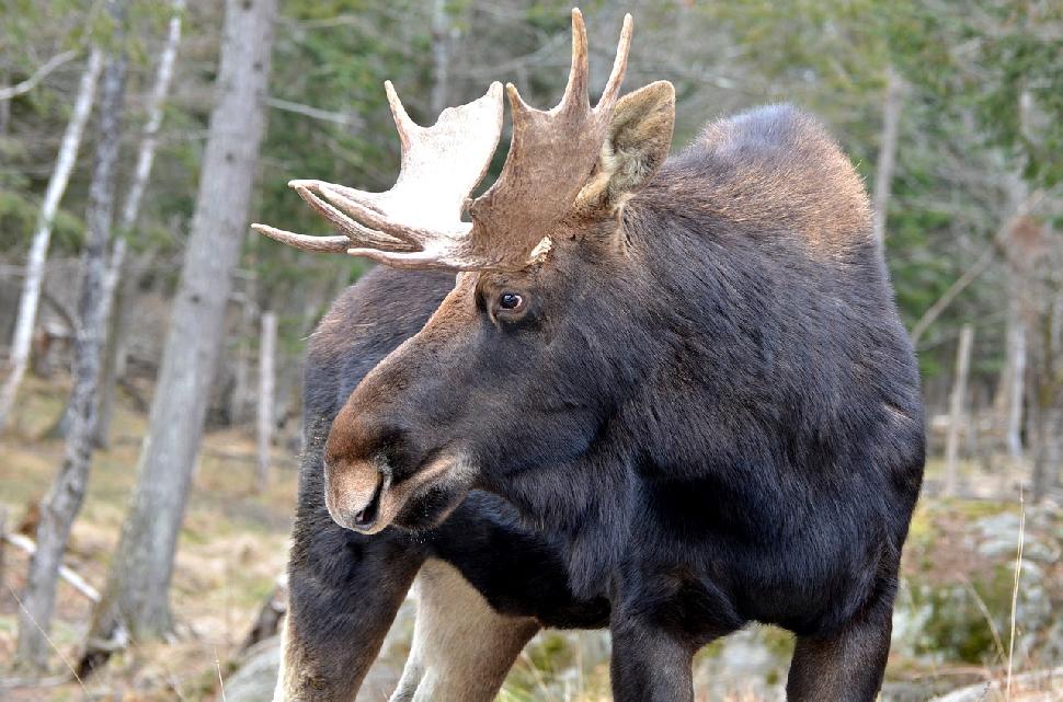 Bull moose