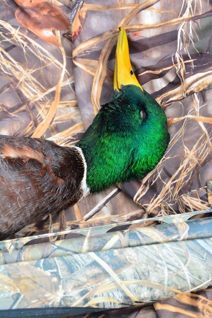 Credit: Ken Bailey. A downed mallard drake.