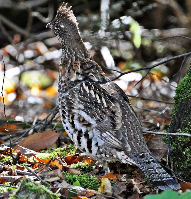 To find grouse, study what they eat. Credit: Isabelle Marozzo.