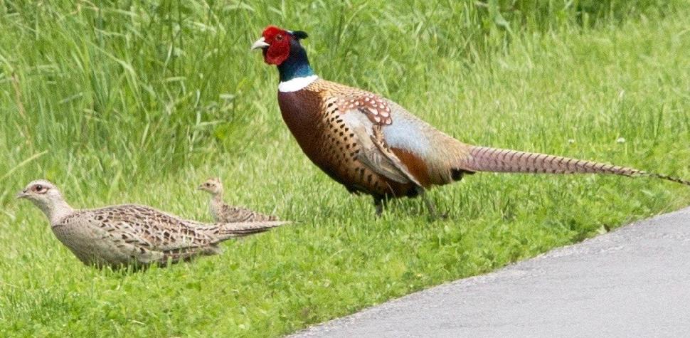 Pheasants